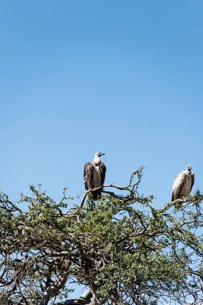 Vögel in der Masai Mara — Stockfoto