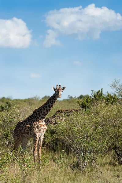 アフリカのサバンナでキリン — ストック写真