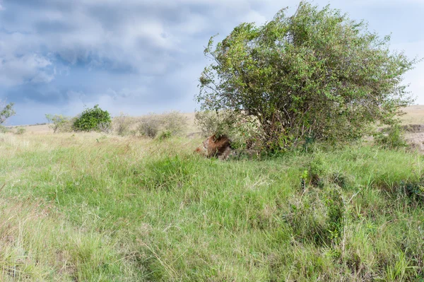 Лев в саванне Африки — стоковое фото