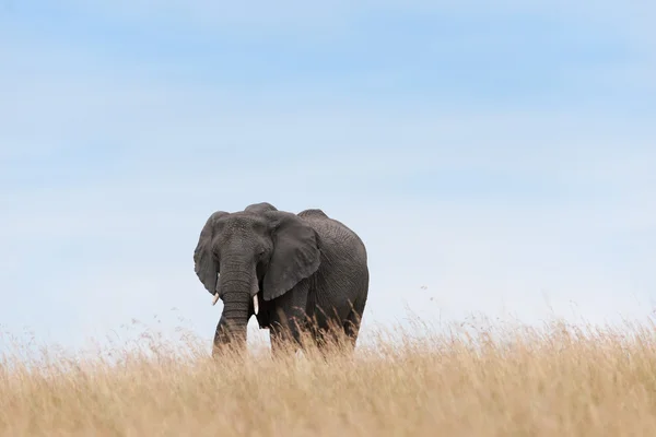 Elephant — Stock Photo, Image