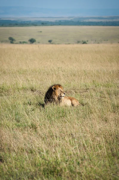 Afrika ovasındaki aslan.