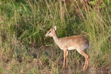 dik dik