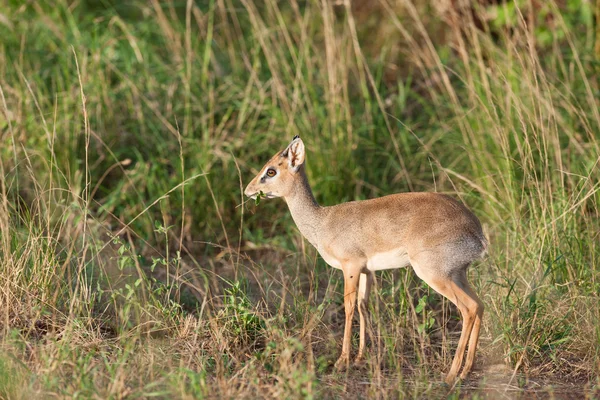 Dik dik. — Fotografia de Stock