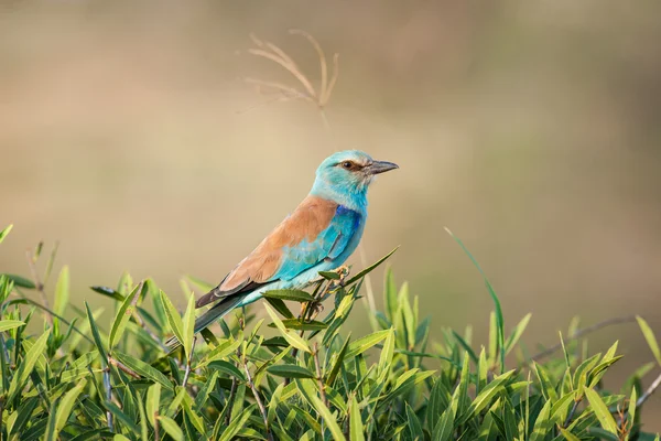 Птицы Масаи-мары — стоковое фото