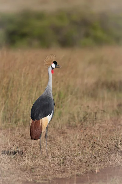 Ptaki w Masai Mara — Zdjęcie stockowe