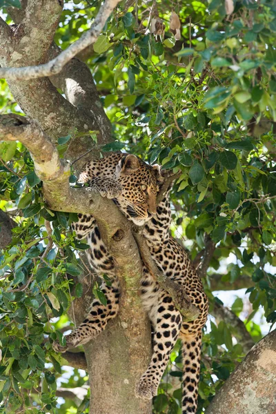 Leopard — Stockfoto