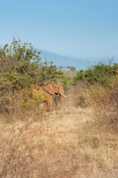 Elefante — Fotografia de Stock