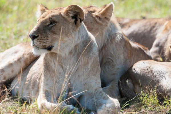 アフリカのサバンナのライオン — ストック写真