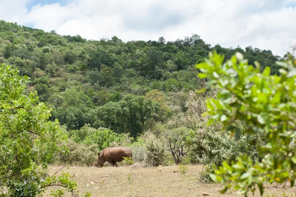 Rinoceronte — Fotografia de Stock