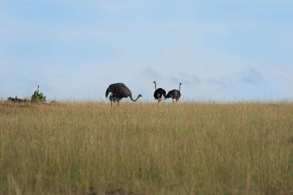 Masai Mara kuşlar — Stok fotoğraf