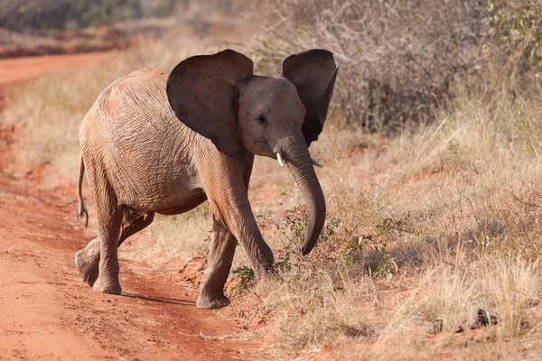 Elefant — Stockfoto