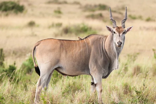 Elanantelopo — Foto de Stock