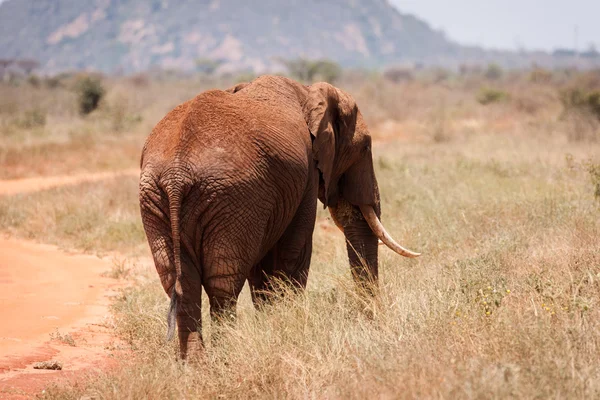 Elephant — Stock Photo, Image