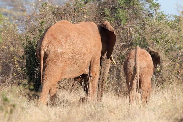 Elephant — Stock Photo, Image