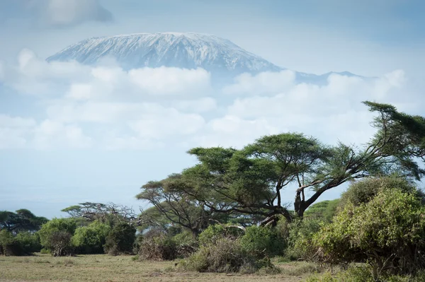 Kilimanjaro — Stockfoto