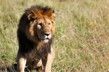 Afrika ovasındaki aslan.