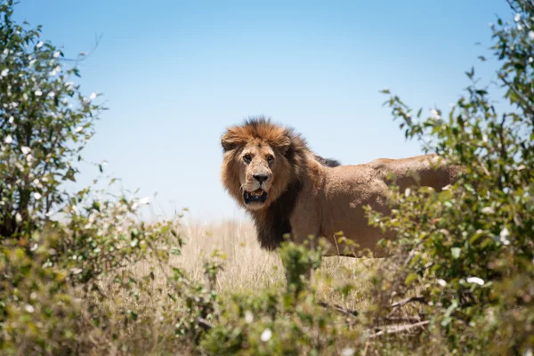 León en la sabana de África — Foto de Stock