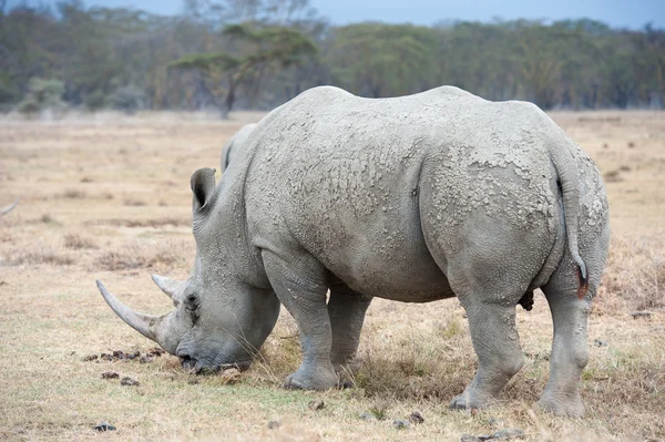 Rhino — Stockfoto