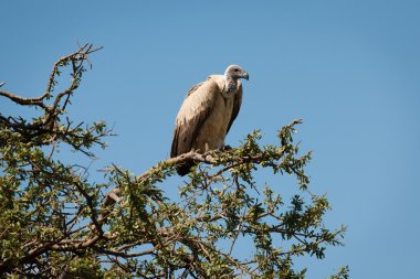 Masai Mara kuşlar