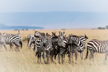Kenya savana Zebra