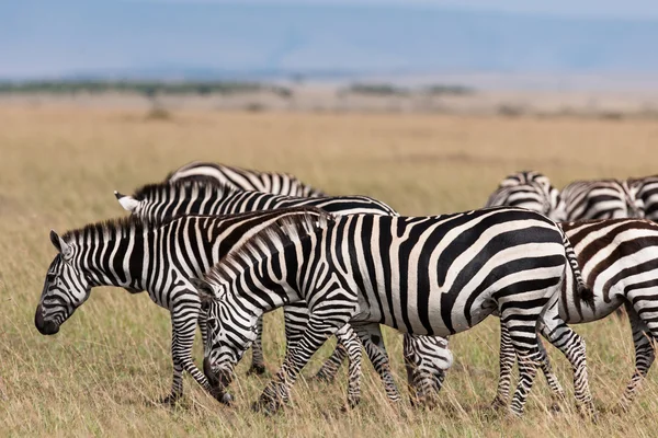 Zebra. — Fotografia de Stock