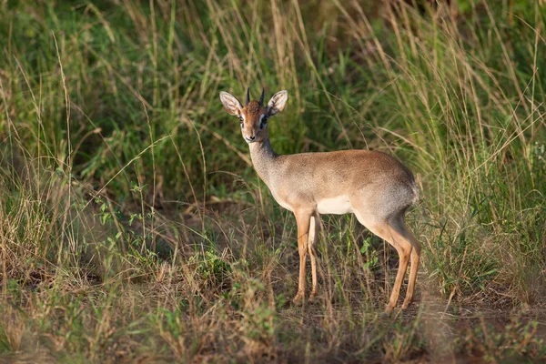 dik dik