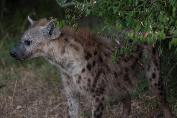 Hyenas — Stock Photo, Image