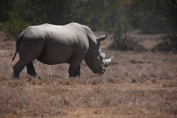 Rhino — Stockfoto