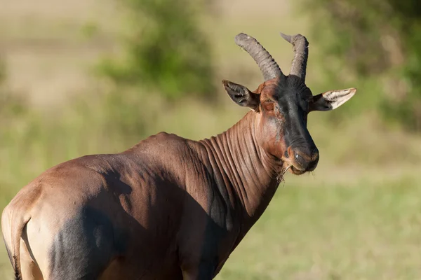 Topi antilop — Stockfoto