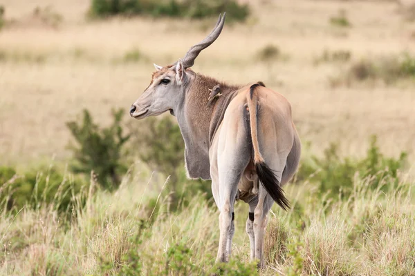 Elanantelope — стоковое фото