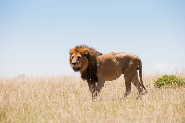 León. — Foto de Stock