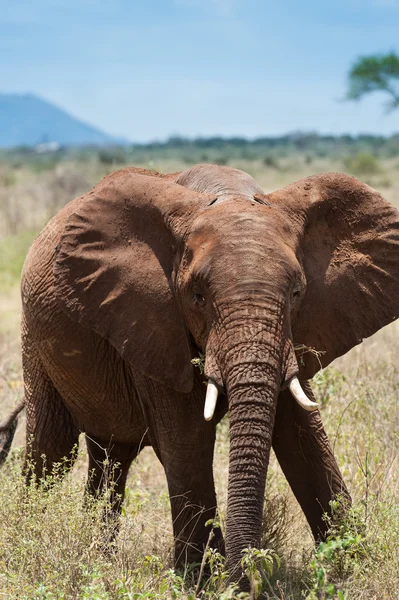 Elephant — Stock Photo, Image