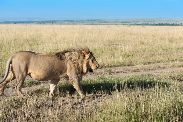 Leone. — Foto Stock