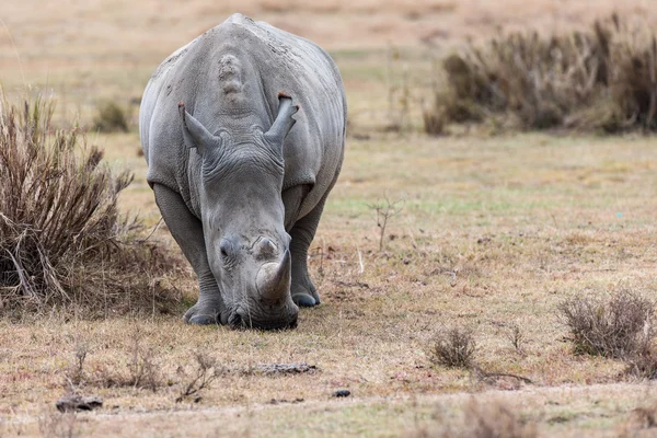 Rhino. —  Fotos de Stock