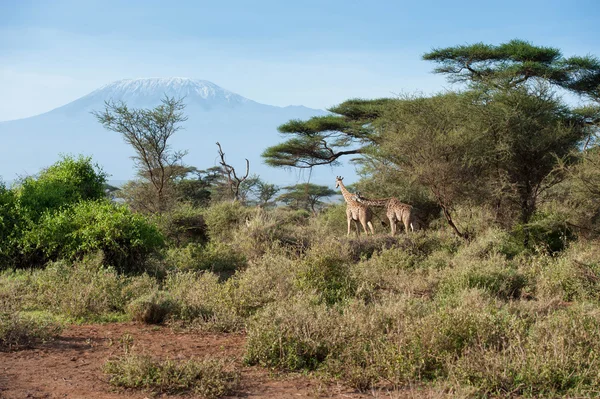Kilimanjaro — Stockfoto