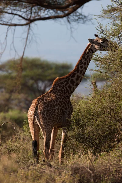 Girafa — Fotografia de Stock