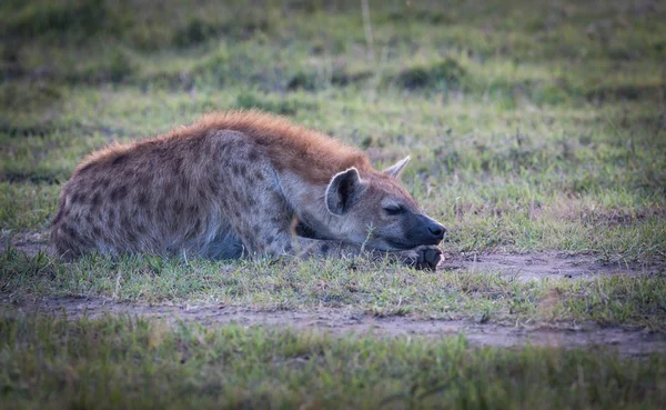 Hyenas — Stock Photo, Image