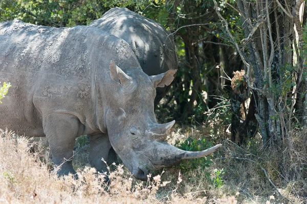 Rhino. — Foto de Stock