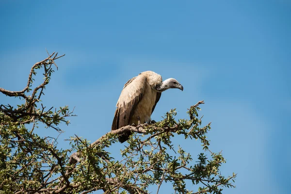 Aves — Foto de Stock