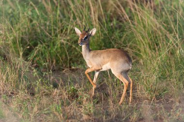 dik dik