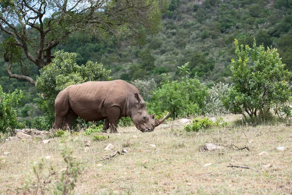 Rhino — Stock Photo, Image