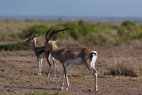 Antilope - Stock-foto