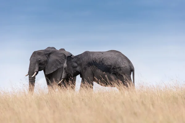 Elefant — Stockfoto