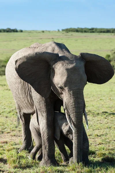 Elefante — Fotografia de Stock