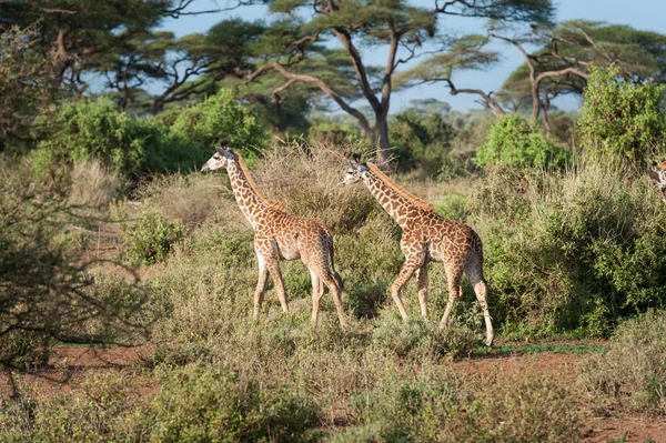 Girafe dans la savane d'Afrique — Photo