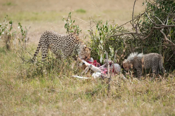 Gepard s mladými — Stock fotografie