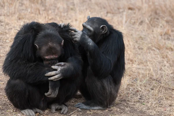 Chimpansees — Stockfoto