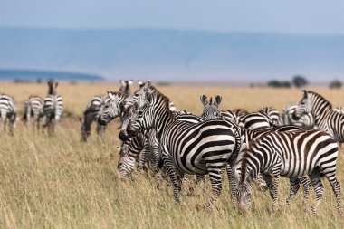Kenya savana Zebra