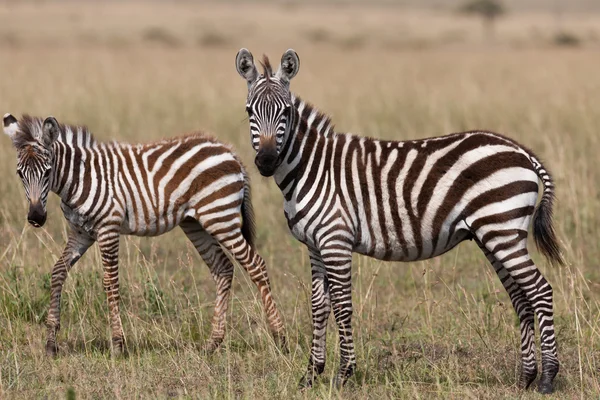 A szavanna Kenya zebra — Stock Fotó