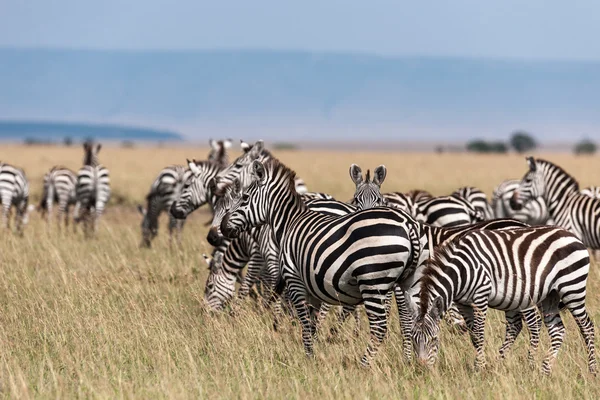 A szavanna Kenya zebra — Stock Fotó